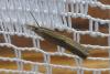 Agriphila sp.